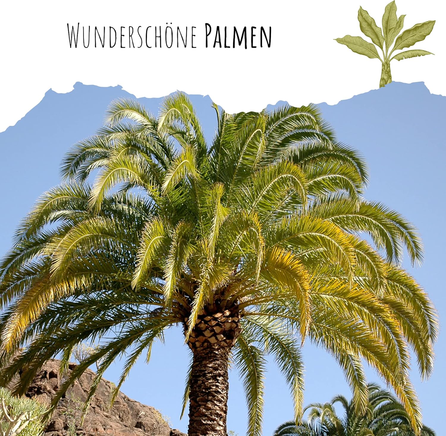 Graines de palmier dattier des Canaries (Phoenix canariensis) – Palmier exotique idéal comme plante en pot d'intérieur et d'extérieur