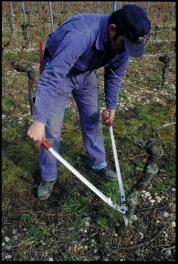 22 Élagueur bypass universel professionnel, coupe branches jusqu’à 45 mm, poignées ergonomiques en aluminium forgé, lame 95 mm acier trempé, 840 mm, 1980 g, fabrication suisse