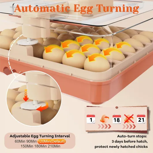 81kRjR2fM2L._SL1500_