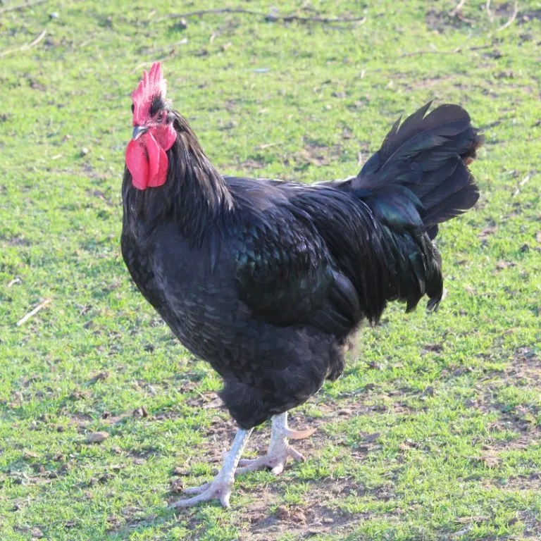 Interview de Romuald Rouger du SYSAAF : Préserver la biodiversité agricole : comment le projet Adopte une Plume sauve les races de poules françaises menacées