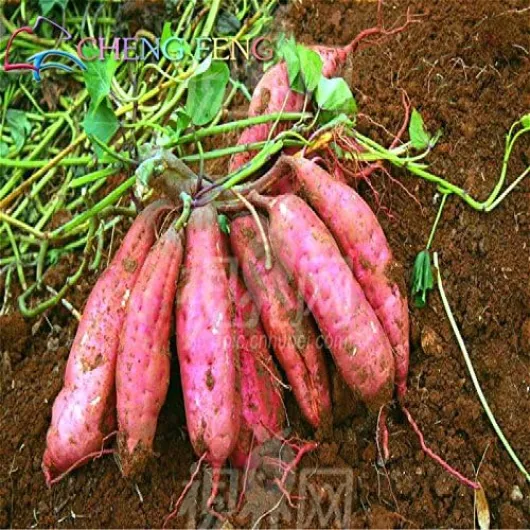 Graines de légumes à haut rendement pomoea Batatas Seeds Plante de patate douce géante Légume à feuilles vertes comestibles Paquet de 100 graines