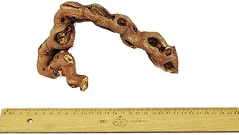 Exotenherz - Bois de vigne 18-20 cm