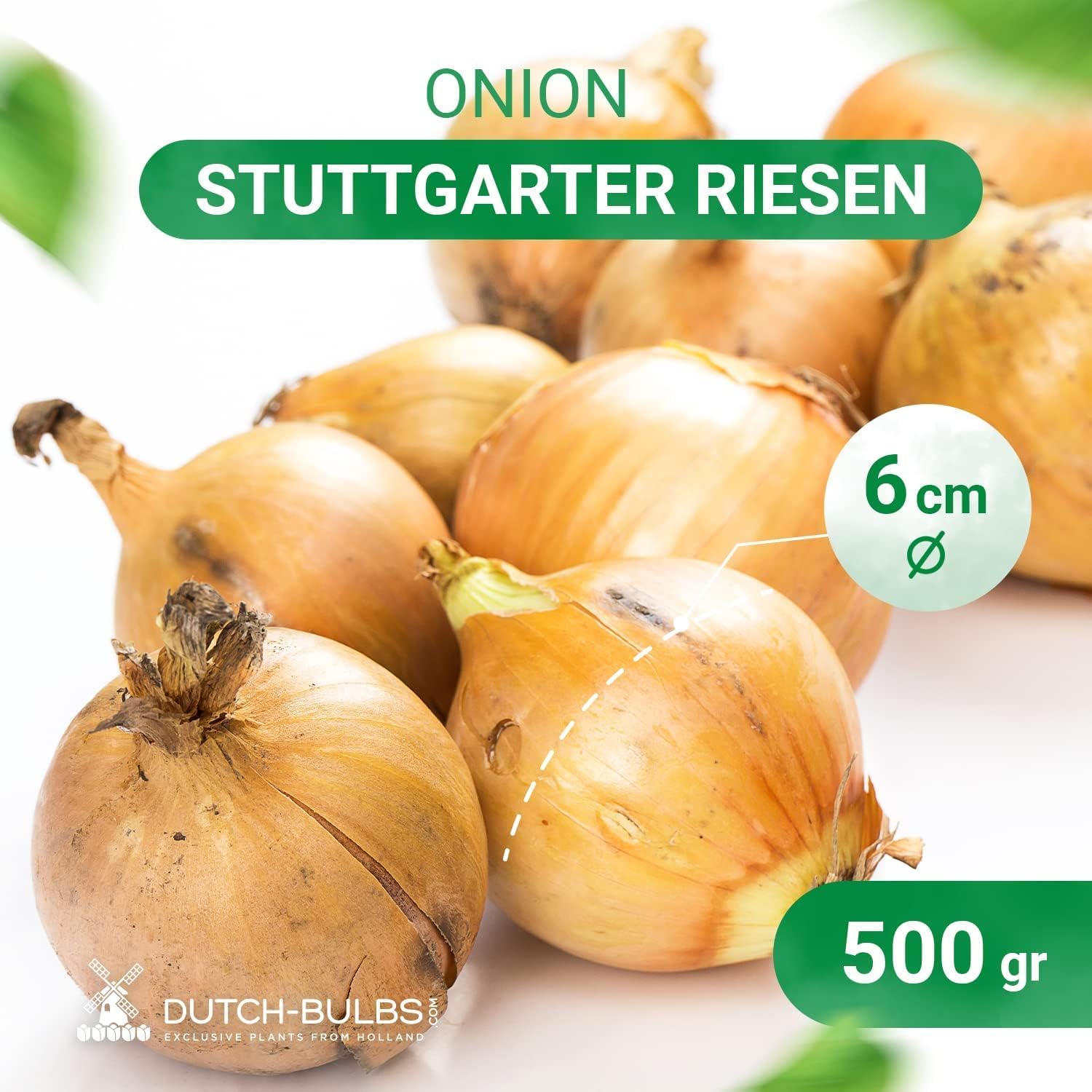 Oignon à Planter Stuttgarter Riesen - 500 g Bulbe Oignons Jaune - Plantes Vivaces Exterieur - Plante Exterieur Jardin - 14-21 mm - Naturelle Plantes de Hollande (pas de graines, non artificielle)