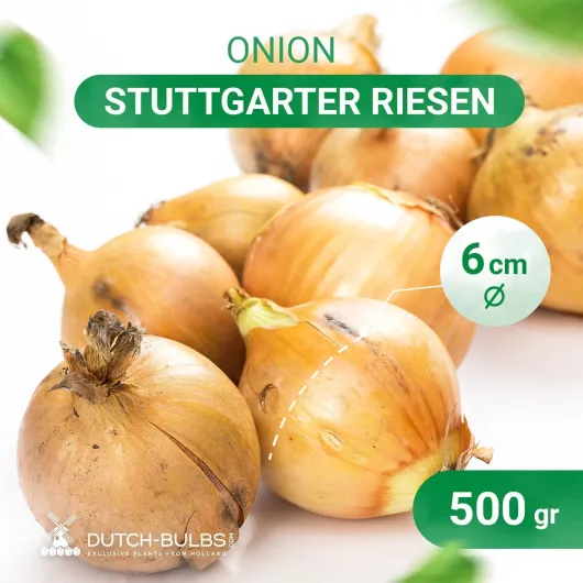 Oignon à Planter Stuttgarter Riesen - 500 g Bulbe Oignons Jaune - Plantes Vivaces Exterieur - Plante Exterieur Jardin - 14-21 mm - Naturelle Plantes de Hollande (pas de graines, non artificielle)