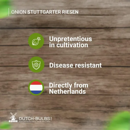 71UiUzvMPfL._AC_SL1500_