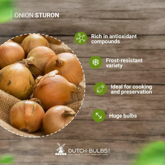 71UfwQ4F87L._AC_SL1500_