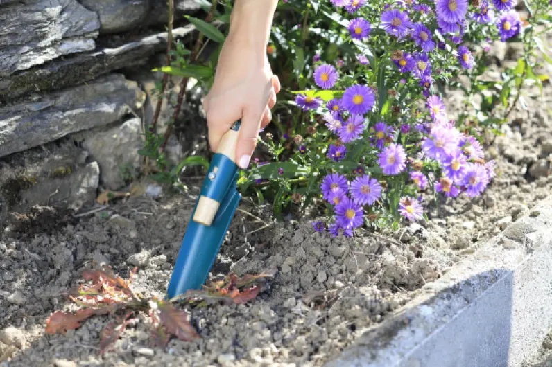 913BFyhGonL._AC_SL1500_