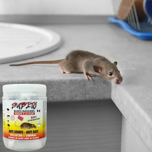 81jbTSuu4oL._AC_SL1500_