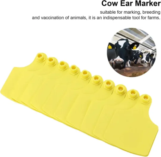 61cxVvmpePL._AC_SL1500_