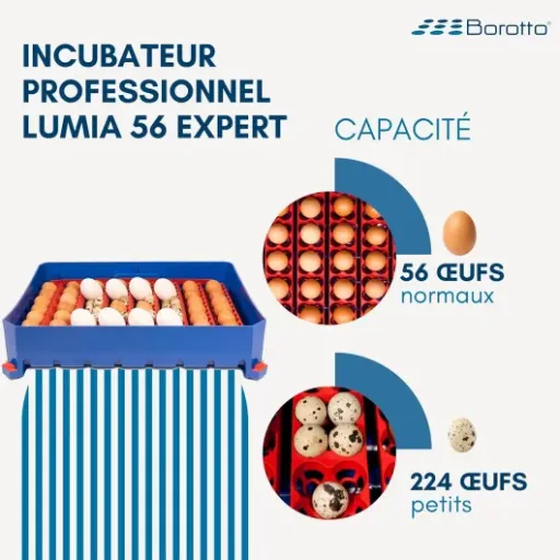 Test Borotto Lumia 56 Expert : la couveuse automatique pensée pour ceux qui veulent (presque) tout déléguer